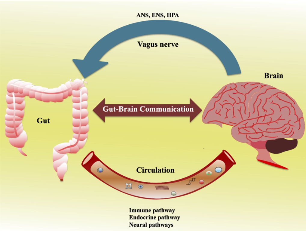 how-your-gut-affects-your-mood-custom-keto-diet-blog