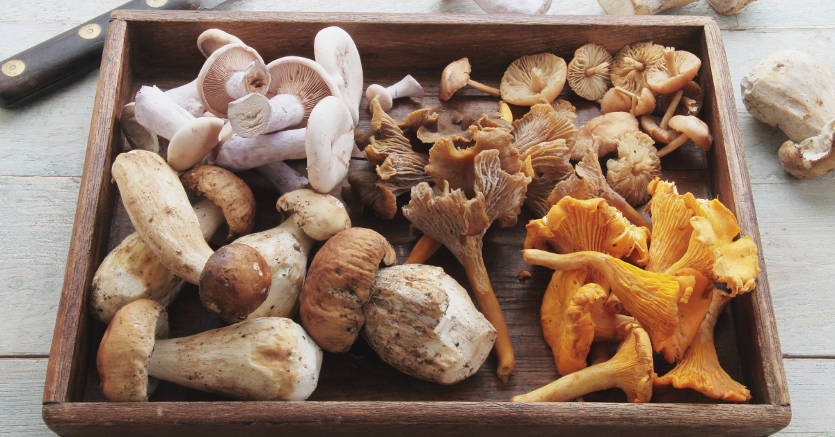 Ketogenic Diet and epilepsy: Mushrooms