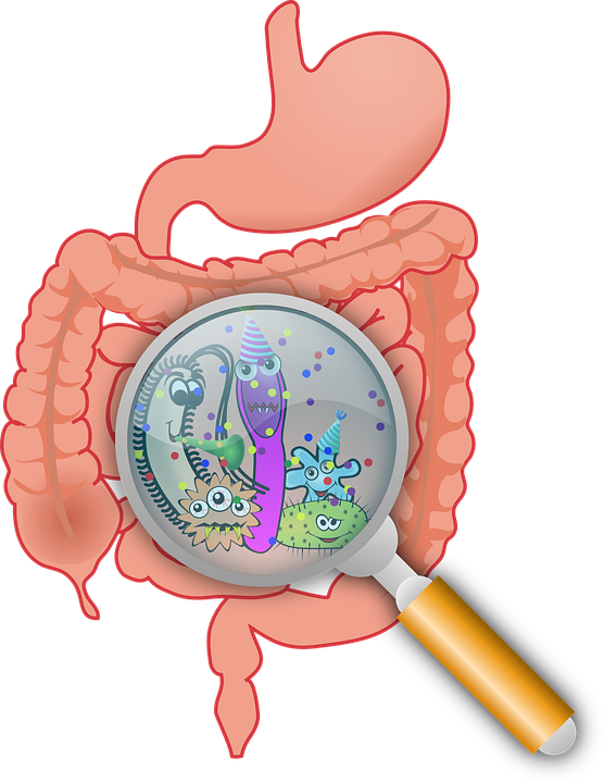 Intestine - How Gut Affects Your mood