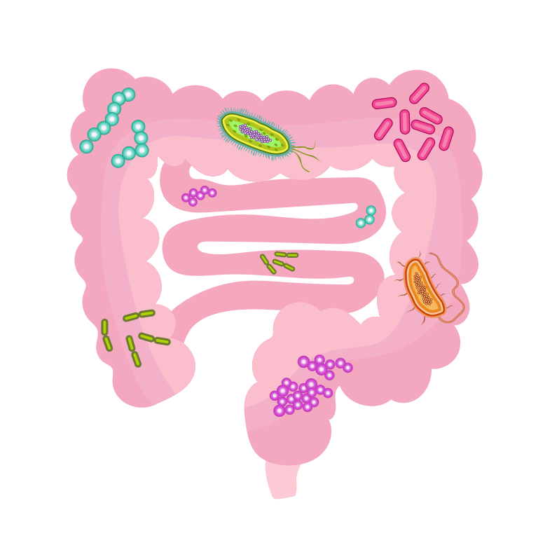 Digestive organs