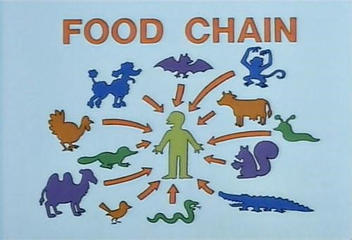 Food Chain