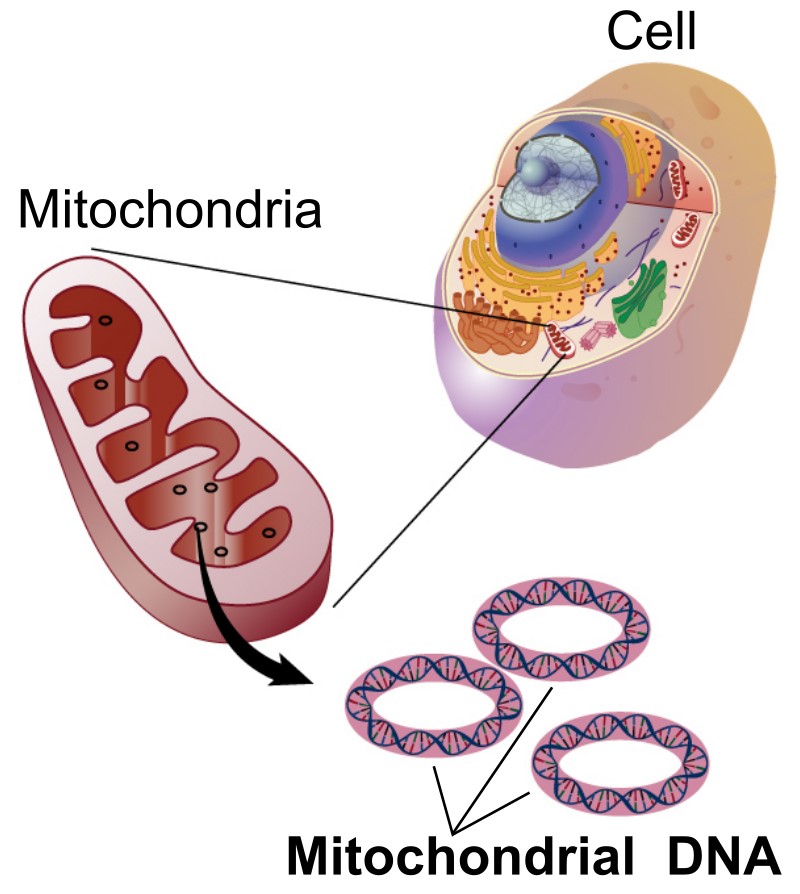 Mitochondria and cell